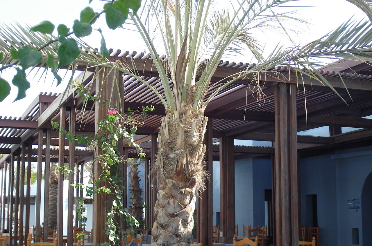 Diving hotel port Ghalib hotel pergola